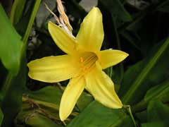 Hemerocallis minor Grassleaf Day Lily, Small daylily Hemerocallis minor Grassleaf Day Lily, Small daylily