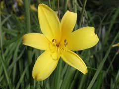 Hemerocallis minor Grassleaf Day Lily, Small daylily Hemerocallis minor Grassleaf Day Lily, Small daylily