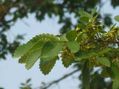 Hemiptelea davidii Hemiptelea davidii
