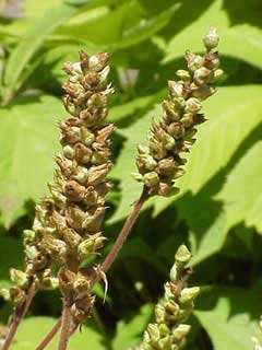 Heuchera cylindrica Alum Root, Roundleaf alumroot, Alpine alumroot, Beautiful alumroot, Poker alumroot Heuchera cylindrica Alum Root, Roundleaf alumroot, Alpine alumroot, Beautiful alumroot, Poker alumroot