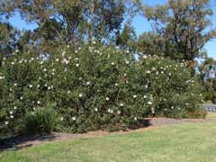 Hibiscus heterophyllus Native Rosella