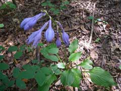 Hosta ventricosa Blue plantain lily, Hosta Hosta ventricosa Blue plantain lily, Hosta