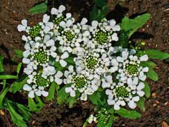 Iberis amara Rocket Candytuft, Annual candytuft Iberis amara Rocket Candytuft, Annual candytuft