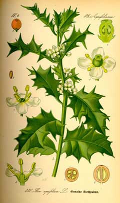 Ilex aquifolium Holly, English holl, Christmas Holly, Common Holly, English Holly Ilex aquifolium Holly, English holl, Christmas Holly, Common Holly, English Holly