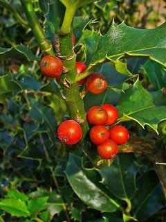 Ilex aquifolium Holly, English holl, Christmas Holly, Common Holly, English Holly Ilex aquifolium Holly, English holl, Christmas Holly, Common Holly, English Holly