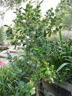 Ilex cornuta Horned Holly, Chinese holly Ilex cornuta Horned Holly, Chinese holly