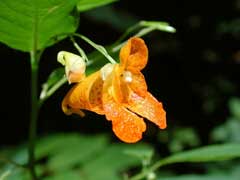 Impatiens capensis Jewelweed Impatiens capensis Jewelweed