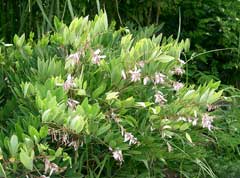Indigofera decora Chinese indigo Indigofera decora Chinese indigo