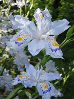 Iris japonica Iris japonica