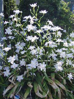 Iris japonica Iris japonica