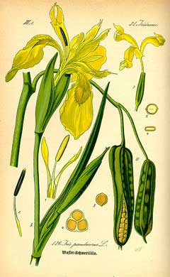 Iris pseudacorus Yellow Flag, Paleyellow iris Iris pseudacorus Yellow Flag, Paleyellow iris