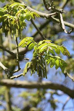 Juglans ailanthifolia cordiformis Heartseed Walnut Juglans ailanthifolia cordiformis Heartseed Walnut