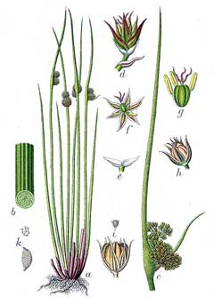 Juncus conglomeratus Common rush Juncus conglomeratus Common rush