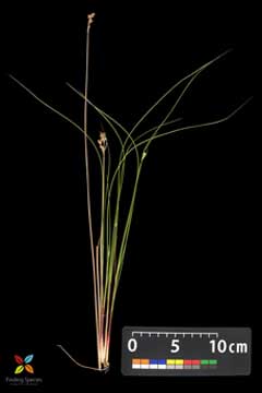 Juncus dudleyi Dudley Juncus dudleyi Dudley