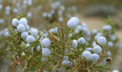 Juniperus californica Californian Juniper, Chuperosa Juniperus californica Californian Juniper, Chuperosa
