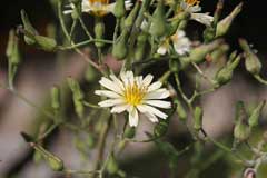 Lactuca indica Indian Lettuce Lactuca indica Indian Lettuce