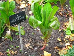 Lactuca sativa Lettuce, Garden lettuce