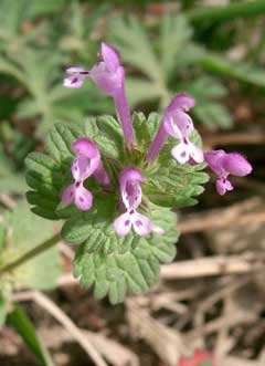 Lamium amplexicaule Henbit, Henbit deadnettle Lamium amplexicaule Henbit, Henbit deadnettle