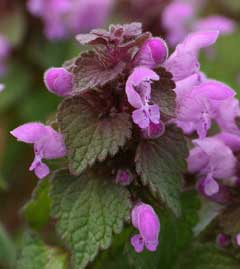 Lamium purpureum Red Dead Nettle, Purple deadnettle Lamium purpureum Red Dead Nettle, Purple deadnettle