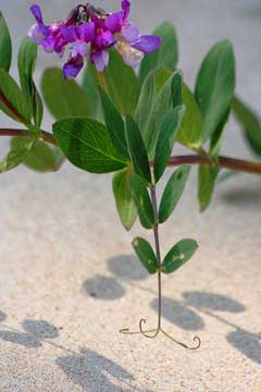 Lathyrus japonicus maritimus Beach Pea Lathyrus japonicus maritimus Beach Pea