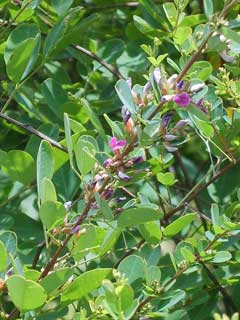 Lespedeza cyrtobotrya Leafy lespedeza Lespedeza cyrtobotrya Leafy lespedeza