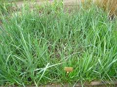 Leymus racemosus Volga Wild Rye, Mammoth wildrye
