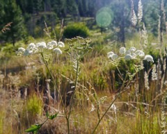 Ligusticum canbyi Osha Ligusticum canbyi Osha