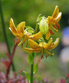 Lilium hansonii Lilium hansonii