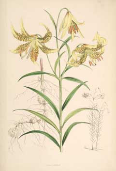 Lilium leichtlinii Lilium leichtlinii