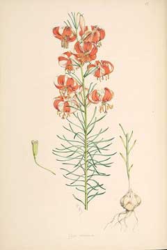 Lilium pumilum Coral Lily Lilium pumilum Coral Lily