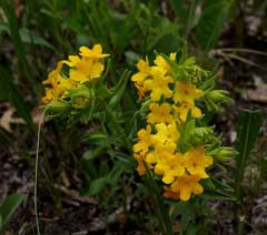 Lithospermum caroliniense Hairy Puccoon, Carolina puccoon