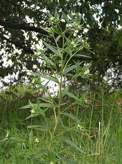 Lithospermum officinale Gromwell, European stoneseed Lithospermum officinale Gromwell, European stoneseed