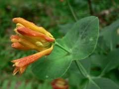Lonicera ciliosa Orange Honeysuckle Lonicera ciliosa Orange Honeysuckle