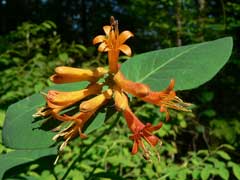 Lonicera ciliosa Orange Honeysuckle Lonicera ciliosa Orange Honeysuckle