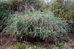 Lycium europaeum European tea-tree, Box thorn, Lycium europaeum European tea-tree, Box thorn,