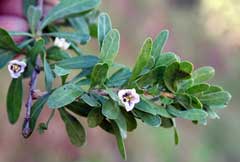 Lycium europaeum European tea-tree, Box thorn, Lycium europaeum European tea-tree, Box thorn,