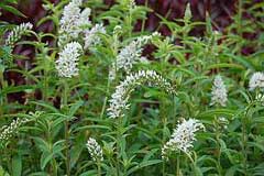 Lysimachia barystachys Manchurian yellow loosestrife Lysimachia barystachys Manchurian yellow loosestrife