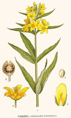 Lysimachia vulgaris Yellow Loosestrife, Garden yellow loosestrife Lysimachia vulgaris Yellow Loosestrife, Garden yellow loosestrife