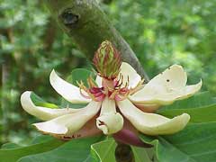 Magnolia hypoleuca Whitebark Magnolia Magnolia hypoleuca Whitebark Magnolia