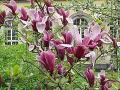 Magnolia liliiflora Mu-Lan, Woody Orchid, Lily Magnolia Magnolia liliiflora Mu-Lan, Woody Orchid, Lily Magnolia