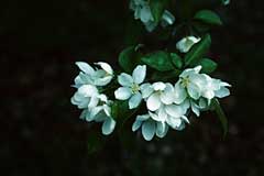 Malus baccata Chinese Crab, Siberian crab apple Malus baccata Chinese Crab, Siberian crab apple