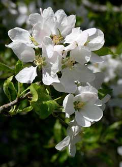 Malus fusca Oregon Crab, Oregon crab apple Malus fusca Oregon Crab, Oregon crab apple