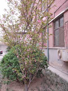 Malus halliana Hall crab apple