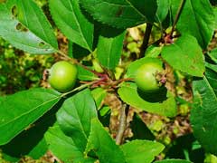 Malus sylvestris Crab Apple, European crab apple Malus sylvestris Crab Apple, European crab apple