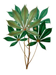 Manihot esculenta Cassava, Tapioca Plant, Yuca Manihot esculenta Cassava, Tapioca Plant, Yuca