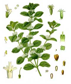 Marrubium vulgare White Horehound, Horehound Marrubium vulgare White Horehound, Horehound