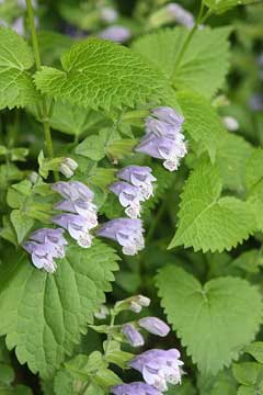 Meehania urticifolia Meehania urticifolia