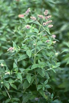 Mentha longifolia Horsemint