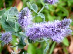 Mentha longifolia Horsemint