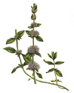 Mentha species Mint